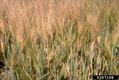 Common barley